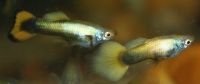 Guppy "full gold" Sachsen - Radebeul Vorschau