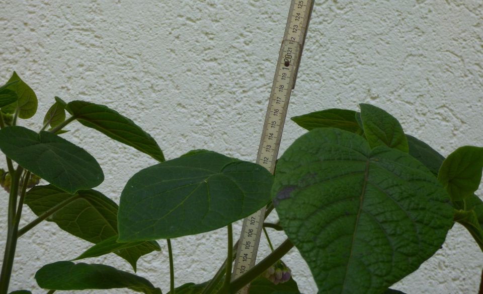 Tamarillo Hardy ( Solanum corymbiflora ) kräftige Pflanze in Obersulm