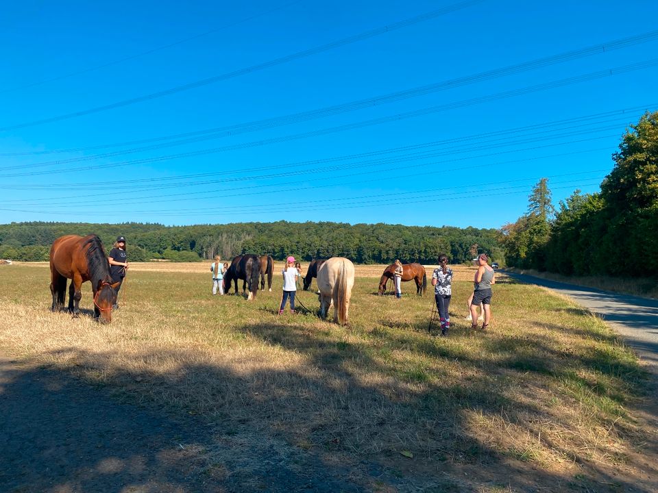 Natural Horsemanship Einsteigerkurse in Wetzlar