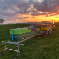 Bienen Bienenvolk Bienenvölker Wirtschaftsvölker Rheinland-Pfalz - Neustadt an der Weinstraße Vorschau