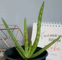 Aloe Vera Ableger Hessen - Herborn Vorschau