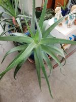 2Meter hohe Pflanzen - Aloe Vera Barbadensis Miller Pflanzen Baden-Württemberg - Weil der Stadt Vorschau