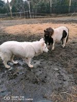 Pony Hengst Brandenburg - Nauen Vorschau