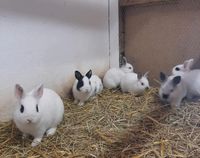 Zwergkaninchen Farbenzwerge junge Kaninchen Niedersachsen - Norden Vorschau