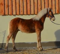 Haflinger - Hengstjährling zu verkaufen Bayern - Kirchenthumbach Vorschau