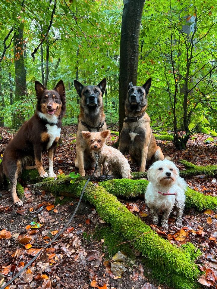 Professioneller Gassi-Service/ Dogwalking in Wallau (65719) in Hofheim am Taunus