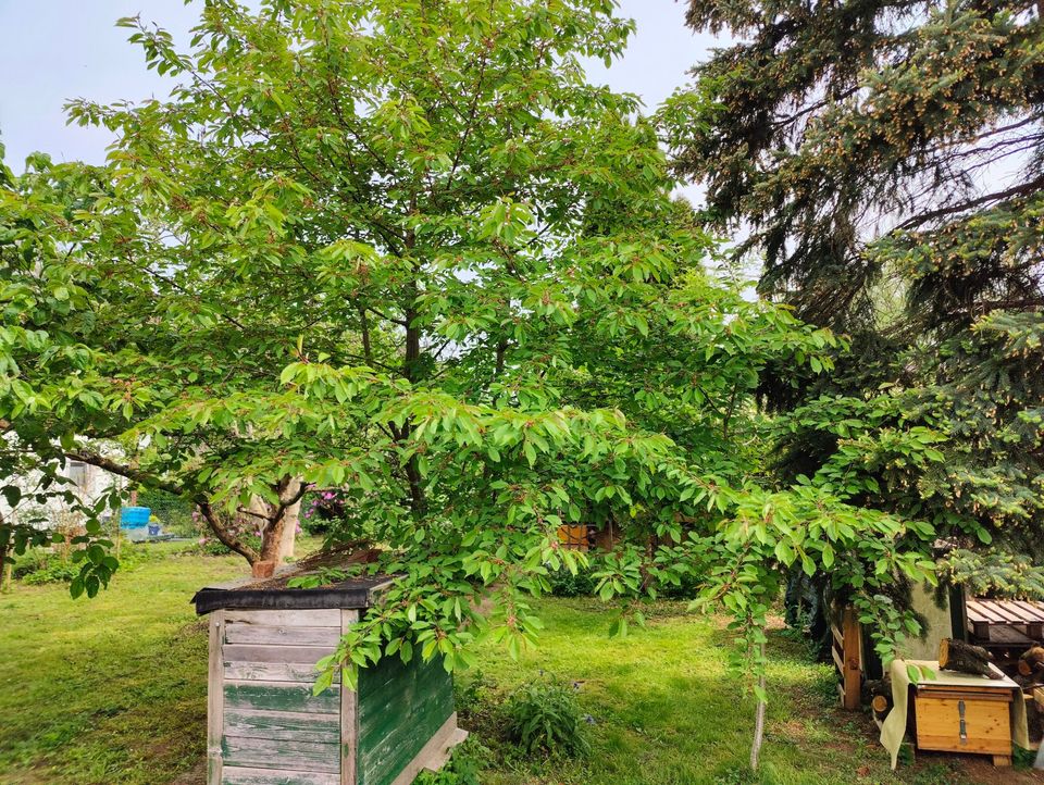 Verkaufe Gartengrundstück 500m² inkl. Bungalow 28m² u Inventar in Wittgensdorf