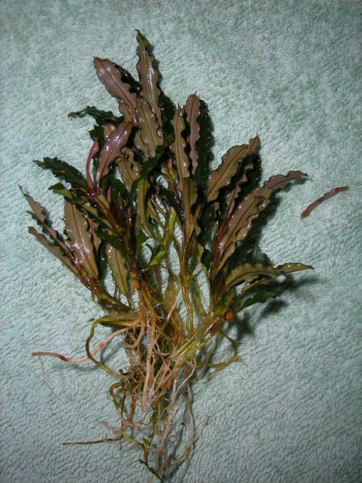 Bucephalandra Alamanda VI Blue 1 Pflanze mit Wurzeln in Wuppertal