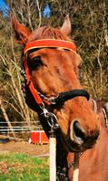 Trense cob / pony rot gelb sehr weich und leicht wanderreiten Rheinland-Pfalz - Thaleischweiler-Fröschen Vorschau