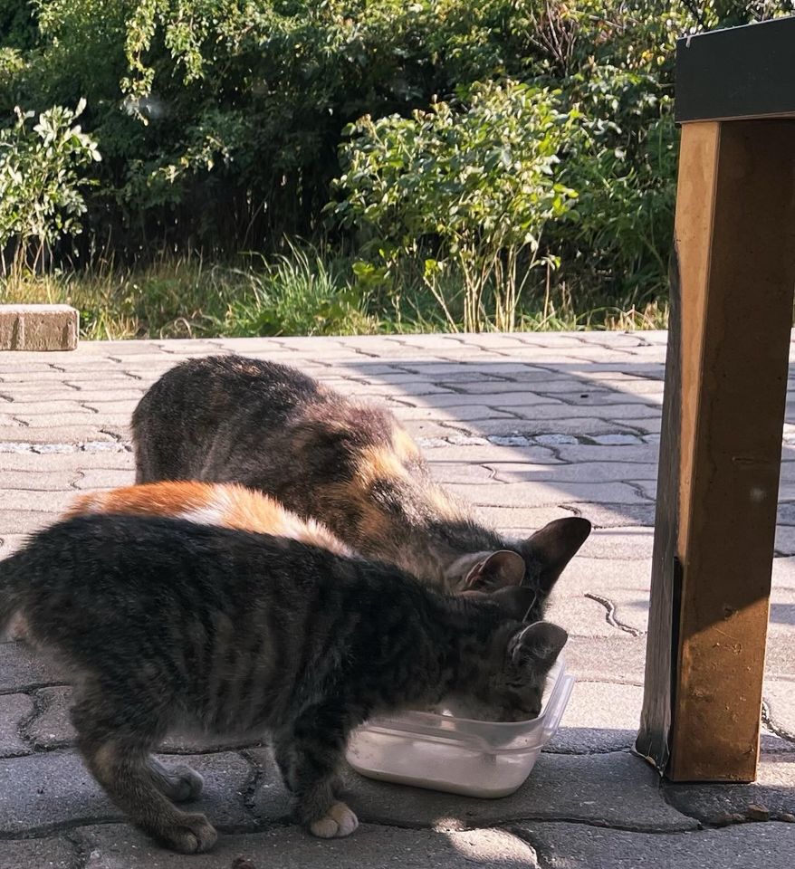 Suche Futterspenden für heimatlose Katzen/Streuner in Hof (Saale)
