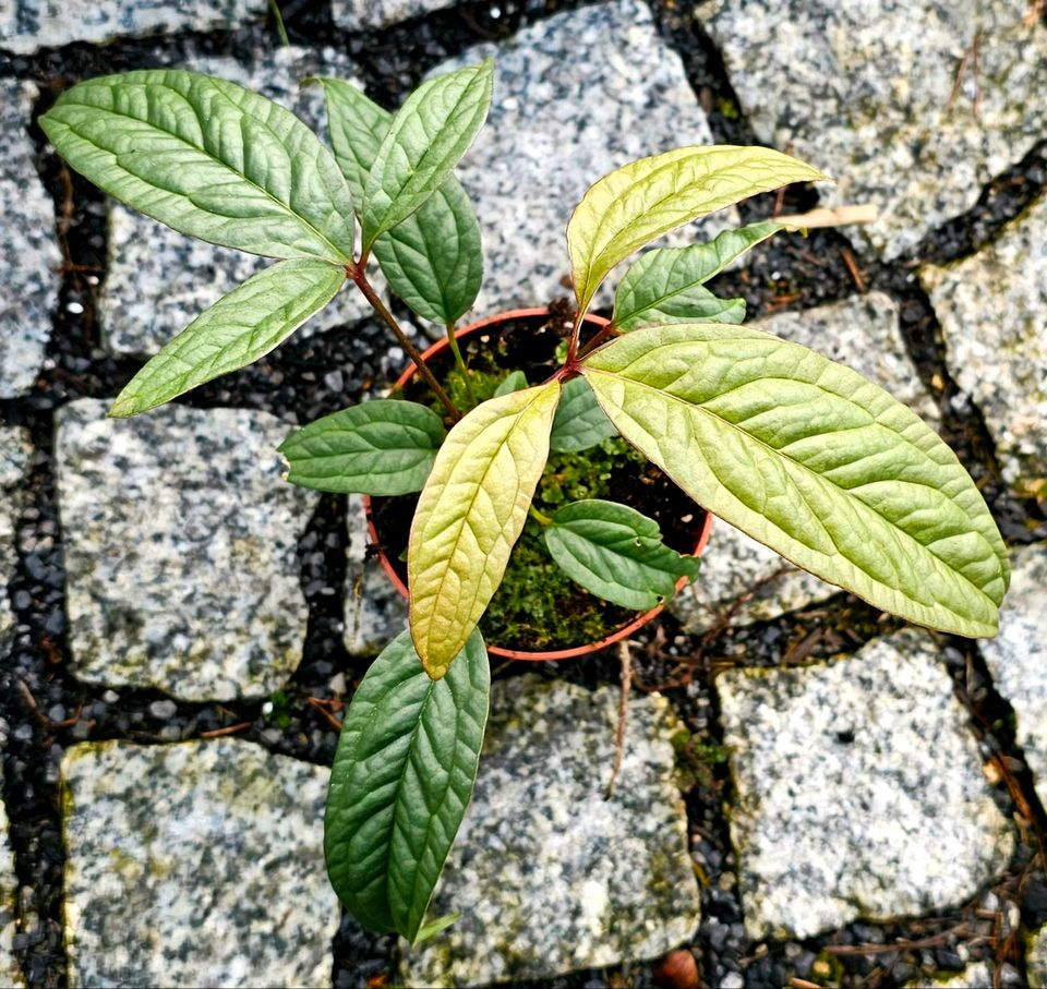 Anthurium Arisaemoides in Obertshausen