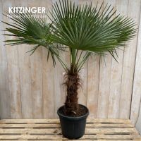 Winterharte Hanfpalmen/Trachycarpus fortunei/ 5 Größen Hessen - Offenbach Vorschau