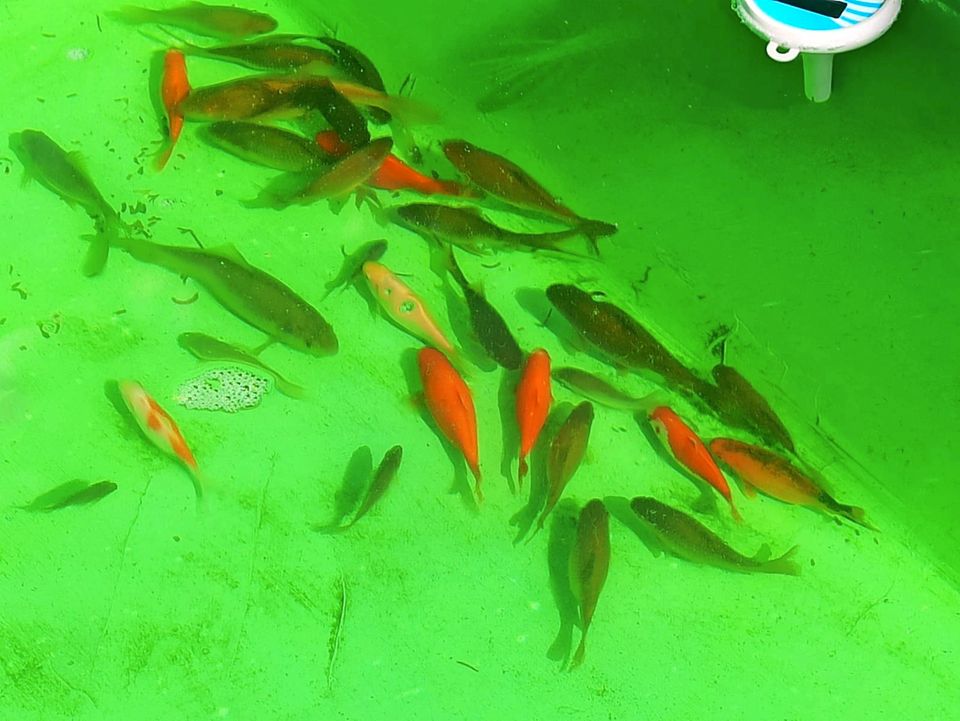 Goldfische Teichfische abzugeben in Flomborn