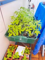 Kollektion Tomatenpflanzen verschiedene Sorten 1,00 Rostock - Evershagen Vorschau