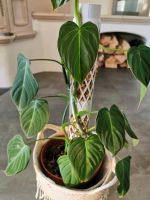 Philodendron Glorious - etabliert, zwei Pflanzen Nordrhein-Westfalen - Kürten Vorschau