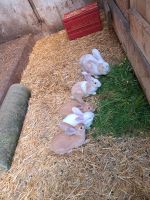 Hasen, Kaninchen, stallhasen, Garten Nordrhein-Westfalen - Overath Vorschau