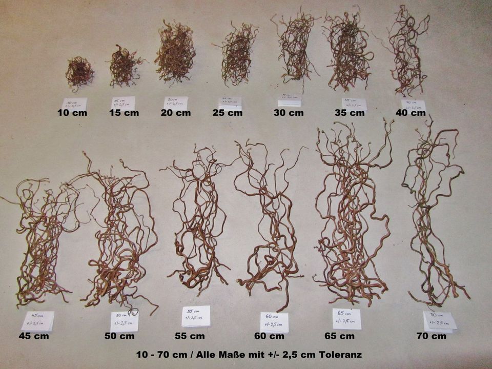 JR / Haselnusszweige, Korkenzieher, 10 - 70 cm, Dekoration in Stamsried