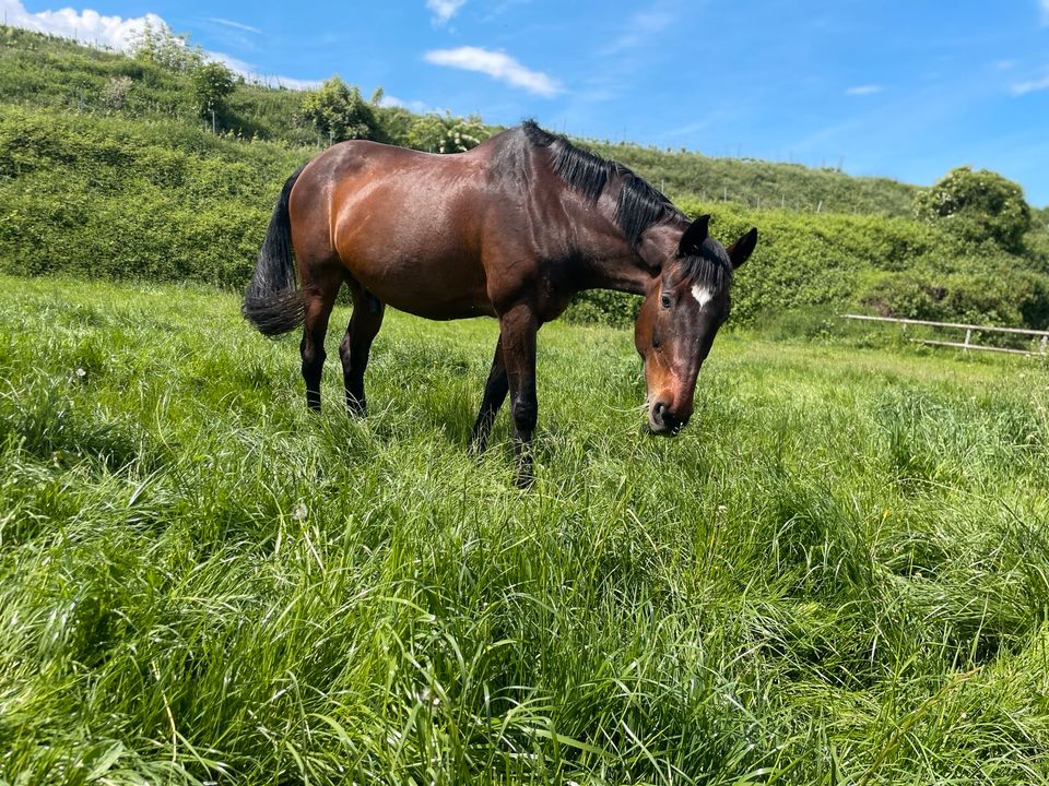 Reitbeteiligung zu vergeben in Eichstetten am Kaiserstuhl