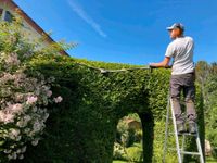 Hecke schneiden, Heckenschnitt, Strauchschnitt, Obstbaumschnitt Nordrhein-Westfalen - Leopoldshöhe Vorschau