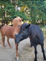 Kindergeburtstag | Ponyhof | Reiten | Geburtstag Wandsbek - Hamburg Volksdorf Vorschau