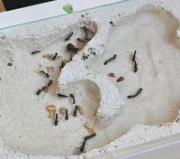 Camponotus aethiops | Ameisenkolonie | Antbaron Niedersachsen - Lüneburg Vorschau