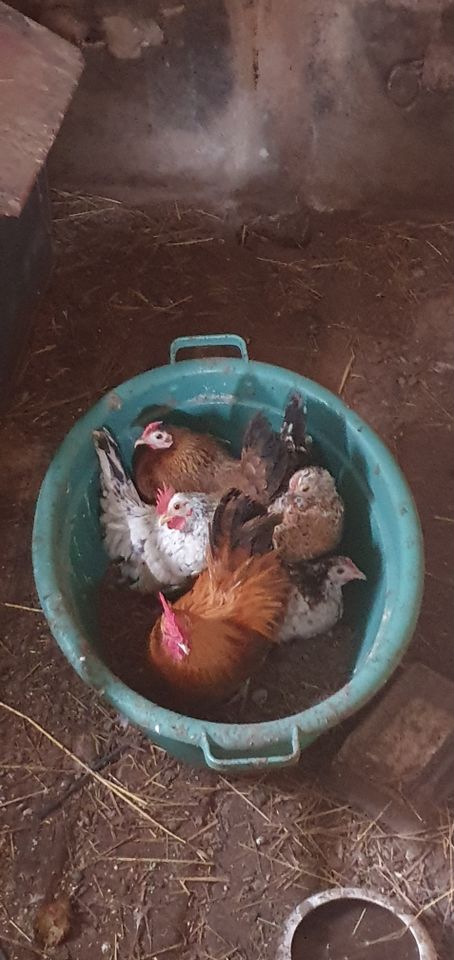 Hühner Seramas Pärchen 1.1 oder einzelner Hahn oder Eier in Bollenbach