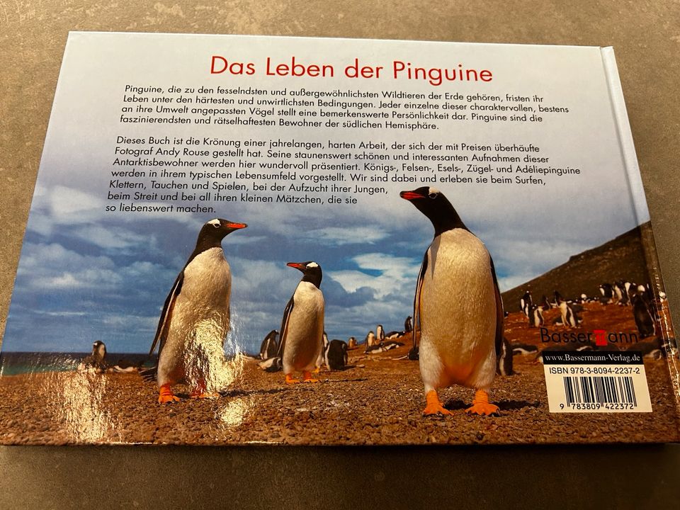 Pinguine, Stilvoll überleben im Südatlantik in Newel