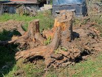 Nadelholz Wurzeln Niedersachsen - Hehlen Vorschau