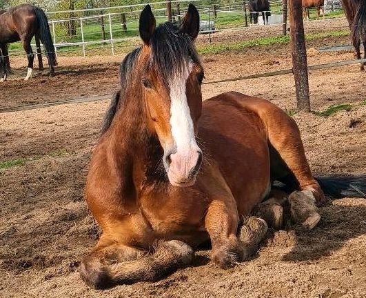 Verlasspferd - Endmaßpony sucht Reitbeteiligung (PsR) in Krefeld