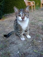 Katze vermisst/ entlaufen Nordrhein-Westfalen - Rheine Vorschau