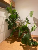 Monstera Zimmerpflanze groß Nordrhein-Westfalen - Velbert Vorschau