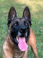 HERCULES Malinois Rüde Tierschutz Hund Hessen - Gemünden Vorschau