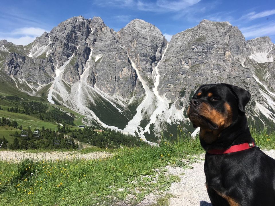 Urlaub mit Hund in den Bergen in Tirol! in Kempten