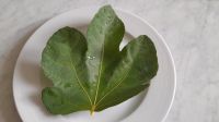 Getrocknete Bio Feigen Blätter für einen gesunden Tee. Hessen - Groß-Gerau Vorschau
