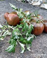 Tomate "Moonlight Mile" Samen Rarität Nordrhein-Westfalen - Sankt Augustin Vorschau