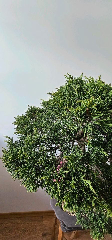 Bonsai Wacholder Juniperus Itoigawa   30jahre 45cm in Sulzemoos