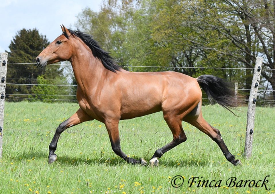 Andalusier, Stute, 6 Jahre, Braun, 156 cm, Freizeit geritten in Wiebelsheim