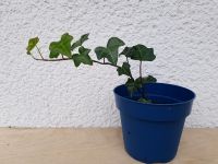 Efeupflanze Hannover - Kirchrode-Bemerode-Wülferode Vorschau
