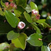 Breite Strauchmispel 60-80cm - Cotoneaster divaricatus Niedersachsen - Bad Zwischenahn Vorschau