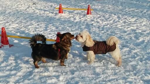 Spielstunde+Sozialisierung in Großbeeren