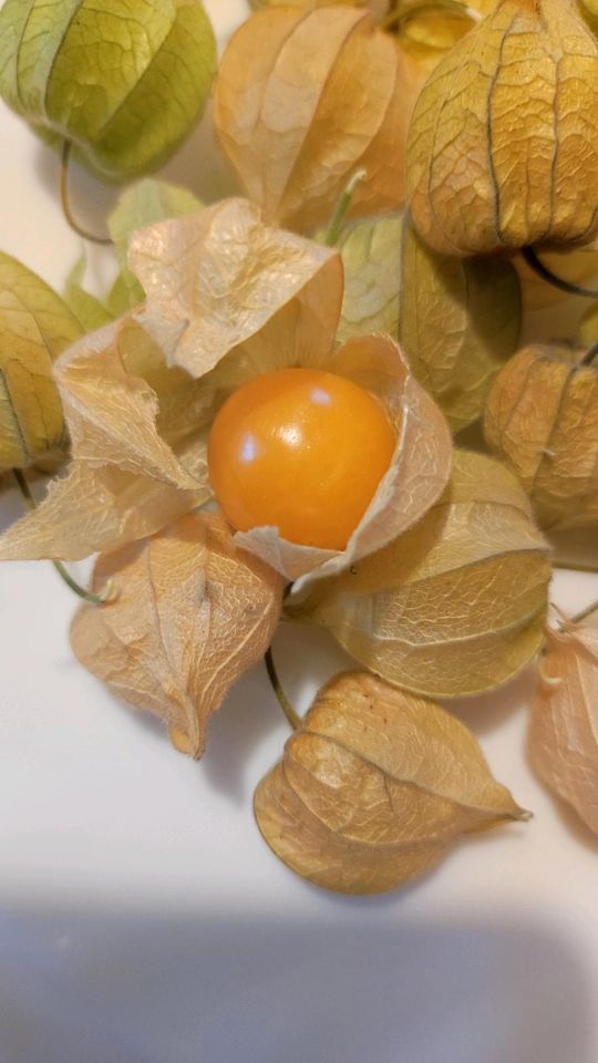 30 Samen Kapstachelbeere Physalis in Dürrhennersdorf