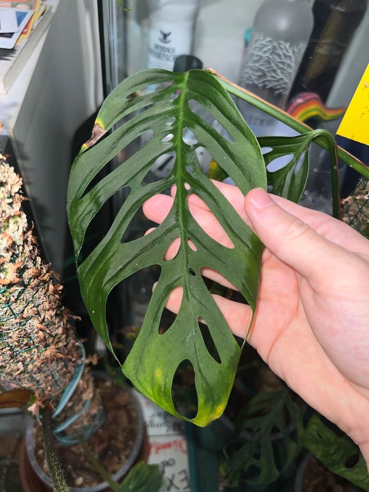 Monstera adansonii var. laniata (Zimmerpflanze) in Köln