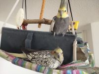 Vögel Nymphensittich Paar suchen dringend neues Zuhause Stuttgart - Stuttgart-Süd Vorschau