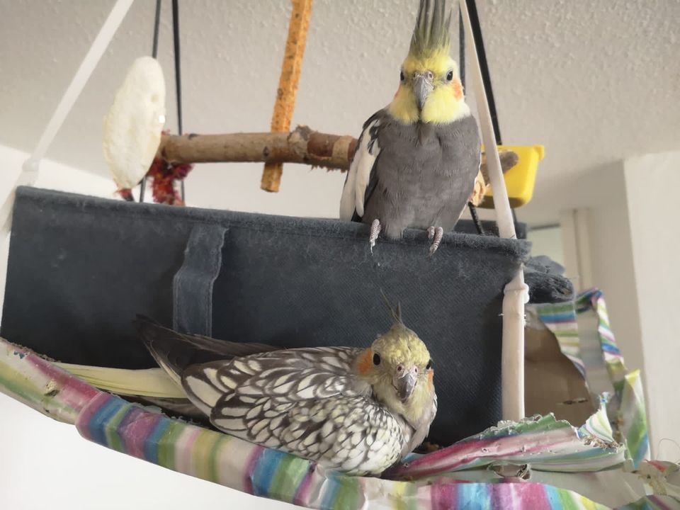 (Koko&kiki) Vögel Nymphensittich Paar suchen neues Zuhause in Stuttgart