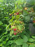 Himbeere Himbeer-Pflanze Rubus idaeus autumn bliss Nordwestmecklenburg - Landkreis - Seehof Vorschau