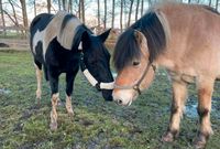 Pflegebeteiligung für Norweger Niedersachsen - Cuxhaven Vorschau