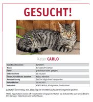 KATER CARLO vermisst seit 30.06.2022 !!! Nordrhein-Westfalen - Willich Vorschau