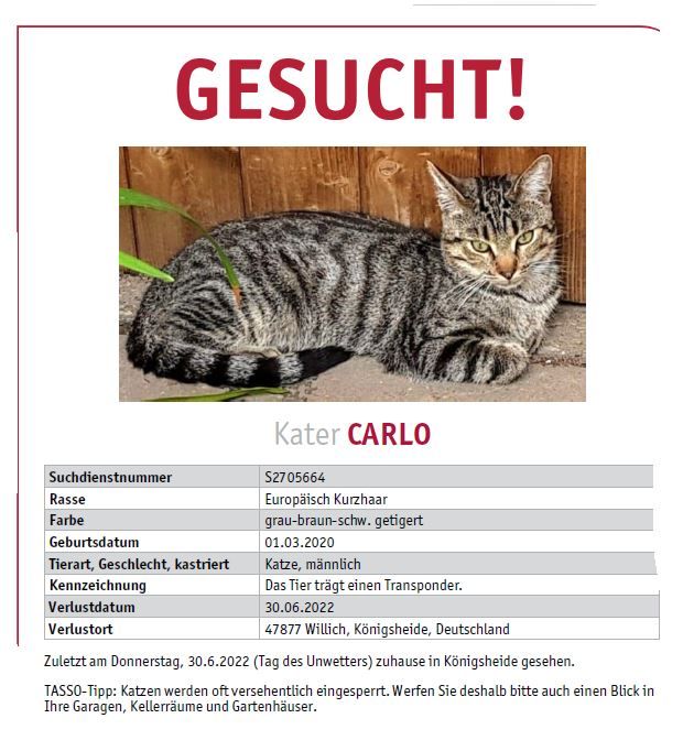 KATER CARLO vermisst seit 30.06.2022 !!! in Nordrhein-Westfalen - Willich |  Katzen und Hunde entlaufen | eBay Kleinanzeigen ist jetzt Kleinanzeigen