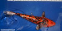 Koi ab 20 cm bis 50 cm, auch Butterfly (bis 40cm) Sachsen - Neukirchen/Erzgeb Vorschau