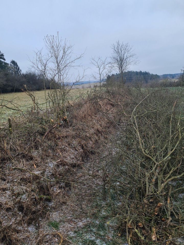 Baumfällung Rodung Heckenpflege in Auerbach in der Oberpfalz